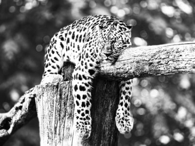 SleepingTiger SleepingTiger