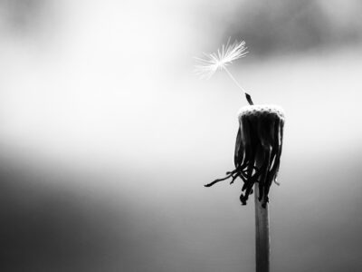 dandelion dandelion